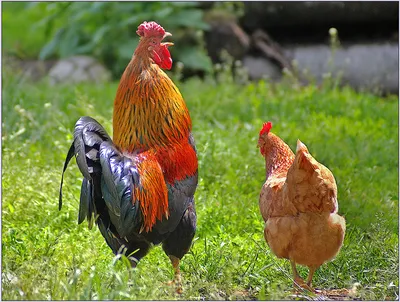 Петух, курица и цыплята Stock Vector | Adobe Stock
