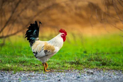 Петух и курица в деревне, петух живой двор птица петухи трава поле |  Премиум Фото