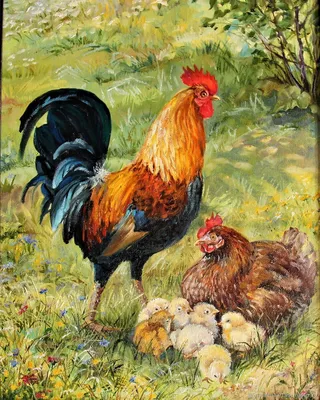Курица и петух стоковое изображение. изображение насчитывающей природа -  52183909