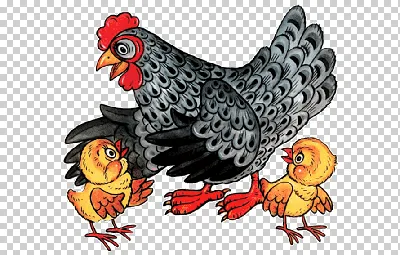 две курицы стоят рядом друг с другом в сарае, картинка курица и петух,  курица, петух фон картинки и Фото для бесплатной загрузки