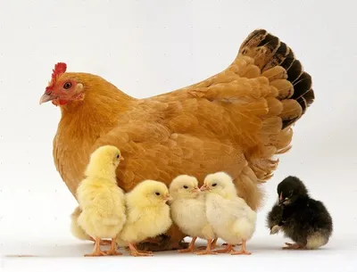 Петух курица цыпленок - красивые фото