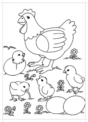 Раскраски цыплята, Раскраска курица с цыплятами Домашние животные.