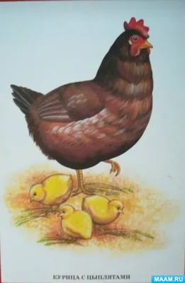 курица цыпленка стоковое изображение. изображение насчитывающей курица -  9582467