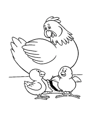 Двухдневные цыплята и курица наседка. Птенцы едят корм и прячутся под маму.  Домашние цыплята - YouTube