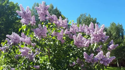 куст сирени с нежными розовыми цветами весной Стоковое Фото - изображение  насчитывающей цвет, флора: 217128664