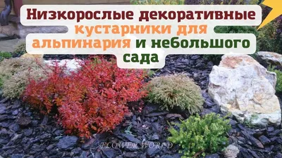 Неприхотливые цветы для дачи и садовой клумбы, фото и названия — Топ-10  самых красивых и неприхотливых цветов | Houzz Россия