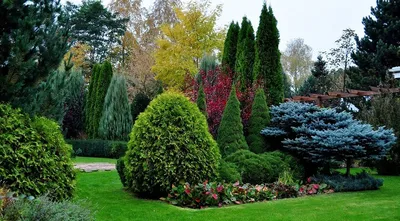 Цветущие кусты для сада (57 фото) - 57 фото