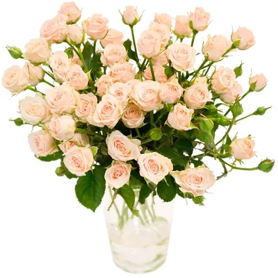 Букет из 29 кремовых кустовых роз – купить недорого