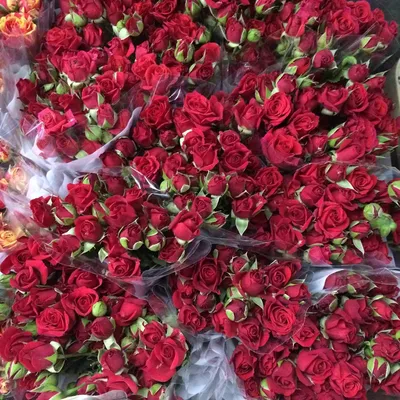 25 красных кустовых роз | доставка по Москве и области