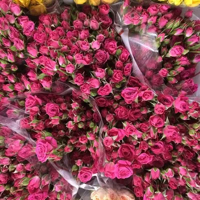 Букет из 5 розовых кустовых роз с фисташкой - купить в Москве по цене 2690  р - Magic Flower