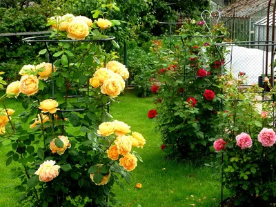 Кустовые розы на даче фото фотографии