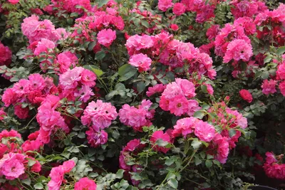 Конец июня. Цветы на нашей даче. End of June. Flowers at our dacha — Hive