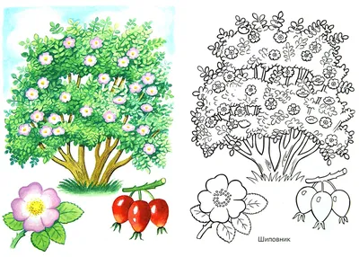 Иллюстрация 1 из 4 для Первые уроки. Раскраска \"Кустарники и плоды\" |  Лабиринт - книги. Источник: Лабиринт