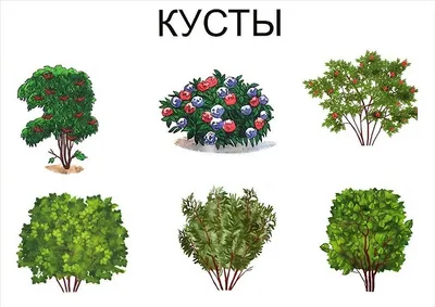 Куст картинки для детей - 17 шт.