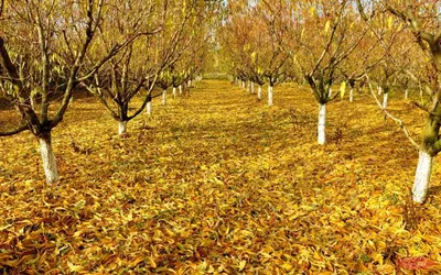 Алтын куз, Аллага шукир кыс❄,коктем☔🌺🌿,жаз,🍓🍇куз 🍁🍂бар, | Instagram