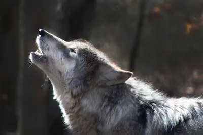 Какой у тебя волк — Трикки — тесты для девочек