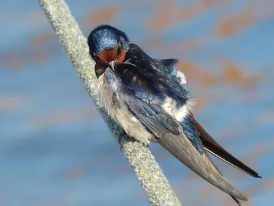 Амбарная Ласточка Hirundo Rustica Птица Сидящая На Ветке — стоковые  фотографии и другие картинки Ласточка - iStock