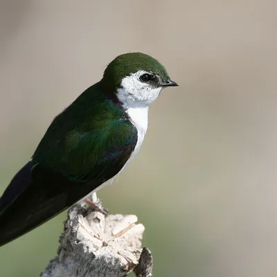 Деревенская Ласточка (Hirundo Rustica) Сидя На Проводе Фотография, картинки,  изображения и сток-фотография без роялти. Image 66497763