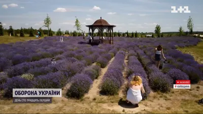 Картинки лаванда на телефон - 72 фото