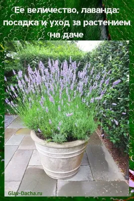 лаванда посадка и уход | Garden plant pots, Patio plants, Potted plants  patio