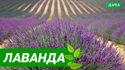 Как вырастить лаванду из семян: пошаговая инструкция по посадке в домашних  условиях | ivd.ru
