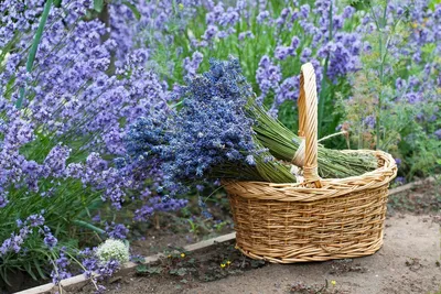 Lavender Blue - Лаванда на участке. Как правильно выбрать место для  посадки? Лаванда английская узколистная (настоящая, колосистая) - самый  распространенный вид лаванды. Многолетник. Полукустарник. Адаптирована для  выращивания на всей территории ...