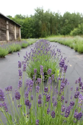 Лаванда узколистная (английская) Lavandula Angustifolia - «Как добиться  пышного цветения лаванды и повторного зацветания в этом же сезоне, что с  ней нужно делать при посадке и весной, и что нельзя делать осенью.