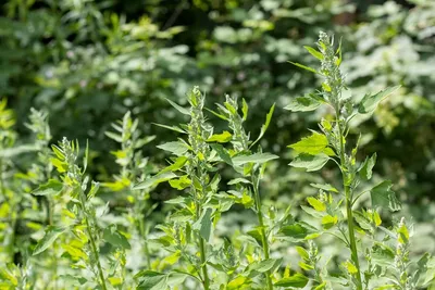 Лебеда (Chenopodium) - растение-аллерген: что именно в растении вызывает  аллергическую реакцию у детей и взрослых