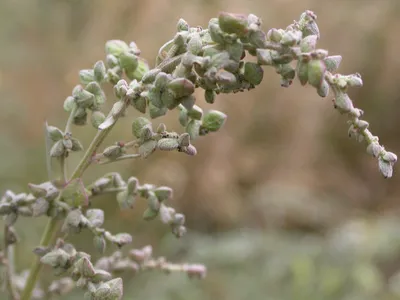 Киноа, рисовая лебеда (Chenopodium quinoa) - «Волк трясёт бородой, пообедал  лебедой.» | отзывы