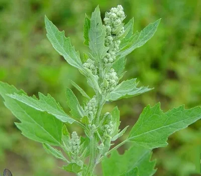 MW0328035, Atriplex patens (Лебеда отклоненная, Лебеда поникающая), specimen