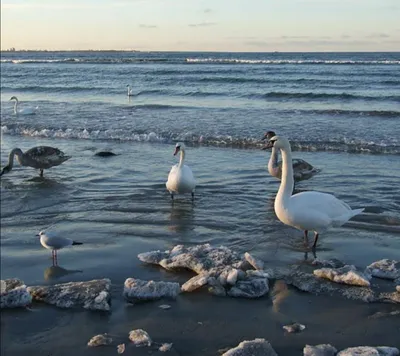Так много, что не сосчитать! Десятки лебедей прилетели в Лебяжье — фото и  видео › Статьи › 47новостей из Ленинградской области