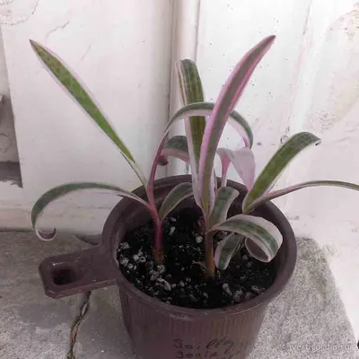 Фото ледебурии: как ухаживать за этим растением в домашних условиях