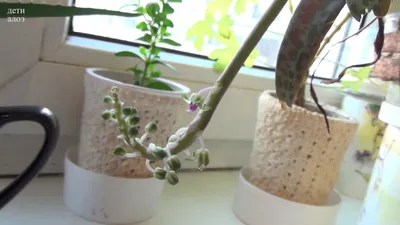 Красивое изображение ледебурии: как правильно поливать и подкармливать растение