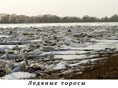 Ледоход на реке Обь в ближайшие дни может пересечь границу ЯНАО |  Север-Пресс