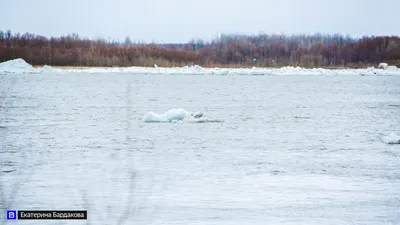 На реке Оке в Шиморском 29 марта начался ледоход ::Выксунский рабочий