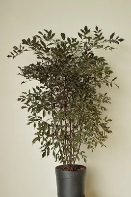 Идеальное изображение Лееи для любого ценителя комнатных растений