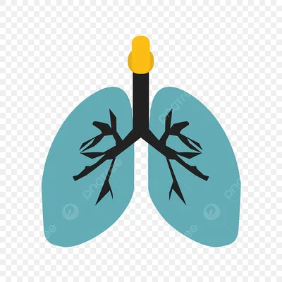 Дыхательная система человека - красивые картинки (35 фото) - KLike.net