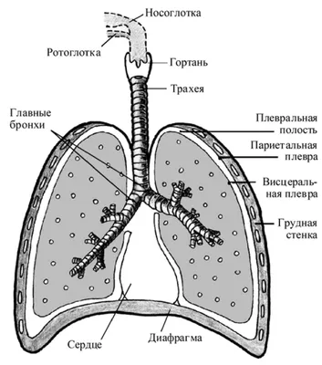 Энциклопедия здоровья: Дыхательная система