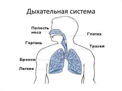 Дыхательная система человека - красивые картинки (35 фото) - KLike.net