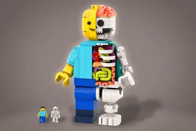 LEGO IDEAS - Lego Anatomy