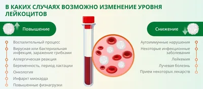 Лейкоциты — стоковые фотографии и другие картинки Белая клетка крови -  Белая клетка крови, Микроскоп, Кровь - iStock