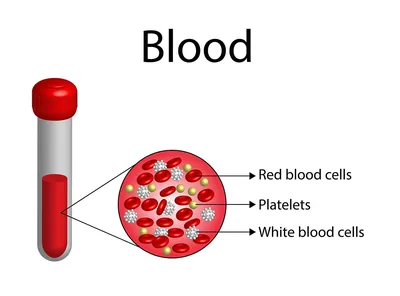 Общий анализ крови у животных. Лейкоциты и их виды часть 2