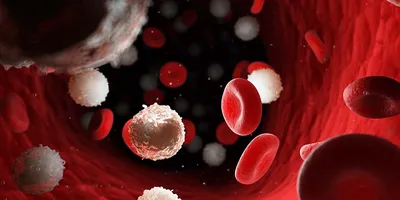 Лейкоциты с клетками крови иллюстрация штока. иллюстрации насчитывающей  организм - 95285974