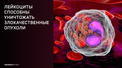 Лейкоциты уничтожают, бактерий, …» — создано в Шедевруме