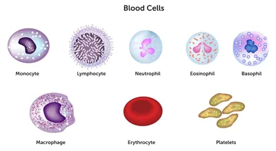 лейкоциты тромбоциты эритроциты трупов серый значок. Иллюстрация вектора -  иллюстрации насчитывающей кровь, икона: 226938366