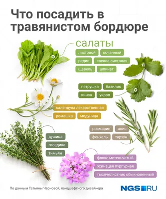 9 главных растений для лекарственной грядки | Полезно (Огород.ru)