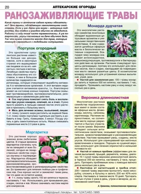 Полезные лекарственные растения для выращивания на даче - 27 июня 2020 -  ufa1.ru