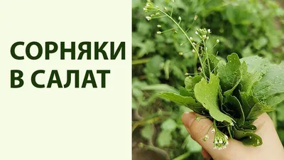 Полезные лекарственные растения для выращивания на даче - 27 июня 2020 -  proizhevsk.ru
