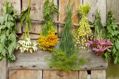 Лекарственные растения на даче (6 лекарственных растений, которые легко  заготовить самостоятельно) | Советы от Светы | Дзен