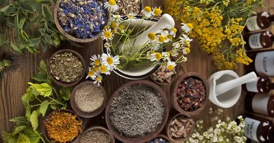 Аптека на грядке: Какие природные лекарства растут на вашей даче |  Лекарственные растения, Растения, Целебные травы